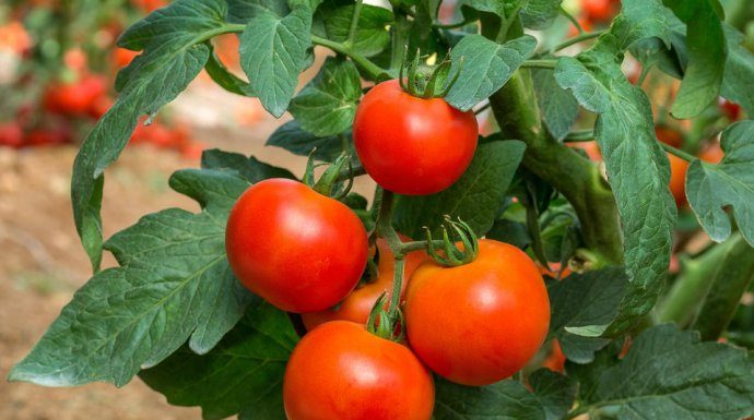 Pored paradajza posadite 3 struka ove biljke i rađaće kao nikada prije Pored paradajza posadite 3 struka ove biljke i rađaće kao nikada prije - featured image