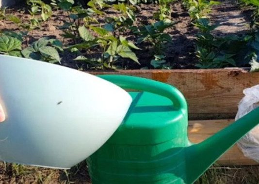 Njime zalijevajte paradajz, krastavce i jagode u MAJU: Nema boljeg đubriva! Njime zalijevajte paradajz, krastavce i jagode u MAJU: Nema boljeg đubriva! - featured image