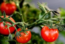 Rod će biti nevjerovatan: Trik za SAVRŠEN PARADAJZ koji baštovani koriste godinama Rod će biti nevjerovatan: Trik za SAVRŠEN PARADAJZ koji baštovani koriste godinama - featured image