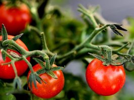 Rod će biti nevjerovatan: Trik za SAVRŠEN PARADAJZ koji baštovani koriste godinama Rod će biti nevjerovatan: Trik za SAVRŠEN PARADAJZ koji baštovani koriste godinama - featured image