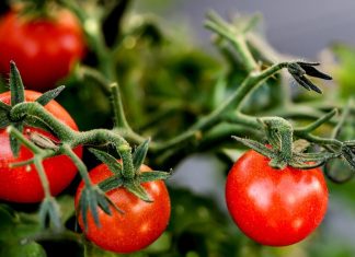 Rod će biti nevjerovatan: Trik za SAVRŠEN PARADAJZ koji baštovani koriste godinama Rod će biti nevjerovatan: Trik za SAVRŠEN PARADAJZ koji baštovani koriste godinama - featured image