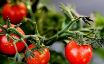 Rod će biti nevjerovatan: Trik za SAVRŠEN PARADAJZ koji baštovani koriste godinama Rod će biti nevjerovatan: Trik za SAVRŠEN PARADAJZ koji baštovani koriste godinama - featured image