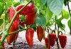 NE BACAJTE PETELJKE OD PAPRIKA: Kad pročitate čemu služe čuvaćete ih kao 0či u glavi NE BACAJTE PETELJKE OD PAPRIKA: Kad pročitate čemu služe čuvaćete ih kao 0či u glavi - featured image