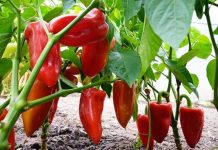 NE BACAJTE PETELJKE OD PAPRIKA: Kad pročitate čemu služe čuvaćete ih kao 0či u glavi NE BACAJTE PETELJKE OD PAPRIKA: Kad pročitate čemu služe čuvaćete ih kao 0či u glavi - featured image