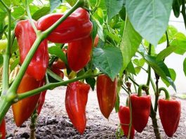 NE BACAJTE PETELJKE OD PAPRIKA: Kad pročitate čemu služe čuvaćete ih kao 0či u glavi NE BACAJTE PETELJKE OD PAPRIKA: Kad pročitate čemu služe čuvaćete ih kao 0či u glavi - featured image