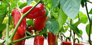 NE BACAJTE PETELJKE OD PAPRIKA: Kad pročitate čemu služe čuvaćete ih kao 0či u glavi NE BACAJTE PETELJKE OD PAPRIKA: Kad pročitate čemu služe čuvaćete ih kao 0či u glavi - featured image