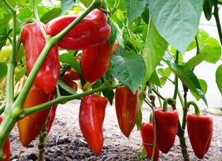 NE BACAJTE PETELJKE OD PAPRIKA: Kad pročitate čemu služe čuvaćete ih kao 0či u glavi NE BACAJTE PETELJKE OD PAPRIKA: Kad pročitate čemu služe čuvaćete ih kao 0či u glavi - featured image