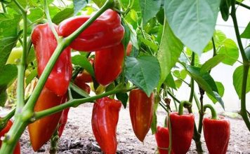 NE BACAJTE PETELJKE OD PAPRIKA: Kad pročitate čemu služe čuvaćete ih kao 0či u glavi NE BACAJTE PETELJKE OD PAPRIKA: Kad pročitate čemu služe čuvaćete ih kao 0či u glavi - featured image