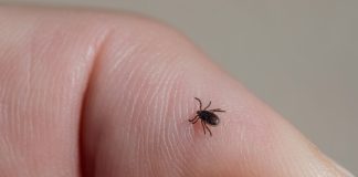 Krpelji ne podnose miris ove 2 biljke, posadite ih u dvorištu i nikada ih nećete vidjeti Krpelji ne podnose miris ove 2 biljke, posadite ih u dvorištu i nikada ih nećete vidjeti - featured image