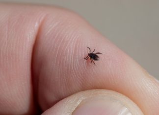 Krpelji ne podnose miris ove 2 biljke, posadite ih u dvorištu i nikada ih nećete vidjeti Krpelji ne podnose miris ove 2 biljke, posadite ih u dvorištu i nikada ih nećete vidjeti - featured image