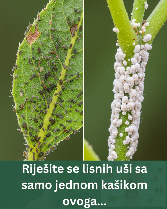 Evo kako da se riješite lisnih vašaka za samo nekoliko minuta uz samo jednu kašiku ovoga - featured image Evo kako da se riješite lisnih vašaka za samo nekoliko minuta uz samo jednu kašiku ovoga - featured image
