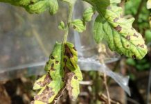 MRAVI VAM UNIŠTAVAJU VRT? Evo kako da ih se riješite na PRIRODAN NAČIN! MRAVI VAM UNIŠTAVAJU VRT? Evo kako da ih se riješite na PRIRODAN NAČIN! - featured image