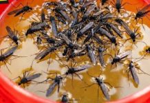KOMARCI nestaju kao ludi uz ovaj GENIJALAN trik! 😱🦟 Bez struje, bez otrova i bez skupih preparata — metoda koja uništava milione komaraca i stvarno djeluje! KOMARCI nestaju kao ludi uz ovaj GENIJALAN trik! 😱🦟 Bez struje, bez otrova i bez skupih preparata — metoda koja uništava milione komaraca i stvarno djeluje! - featured image