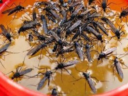 KOMARCI nestaju kao ludi uz ovaj GENIJALAN trik! 😱🦟 Bez struje, bez otrova i bez skupih preparata — metoda koja uništava milione komaraca i stvarno djeluje! KOMARCI nestaju kao ludi uz ovaj GENIJALAN trik! 😱🦟 Bez struje, bez otrova i bez skupih preparata — metoda koja uništava milione komaraca i stvarno djeluje! - featured image