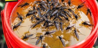 KOMARCI nestaju kao ludi uz ovaj GENIJALAN trik! 😱🦟 Bez struje, bez otrova i bez skupih preparata — metoda koja uništava milione komaraca i stvarno djeluje! KOMARCI nestaju kao ludi uz ovaj GENIJALAN trik! 😱🦟 Bez struje, bez otrova i bez skupih preparata — metoda koja uništava milione komaraca i stvarno djeluje! - featured image