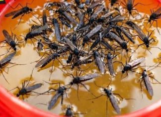 KOMARCI nestaju kao ludi uz ovaj GENIJALAN trik! 😱🦟 Bez struje, bez otrova i bez skupih preparata — metoda koja uništava milione komaraca i stvarno djeluje! KOMARCI nestaju kao ludi uz ovaj GENIJALAN trik! 😱🦟 Bez struje, bez otrova i bez skupih preparata — metoda koja uništava milione komaraca i stvarno djeluje! - featured image