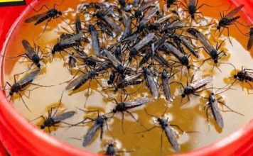 KOMARCI nestaju kao ludi uz ovaj GENIJALAN trik! 😱🦟 Bez struje, bez otrova i bez skupih preparata — metoda koja uništava milione komaraca i stvarno djeluje! KOMARCI nestaju kao ludi uz ovaj GENIJALAN trik! 😱🦟 Bez struje, bez otrova i bez skupih preparata — metoda koja uništava milione komaraca i stvarno djeluje! - featured image