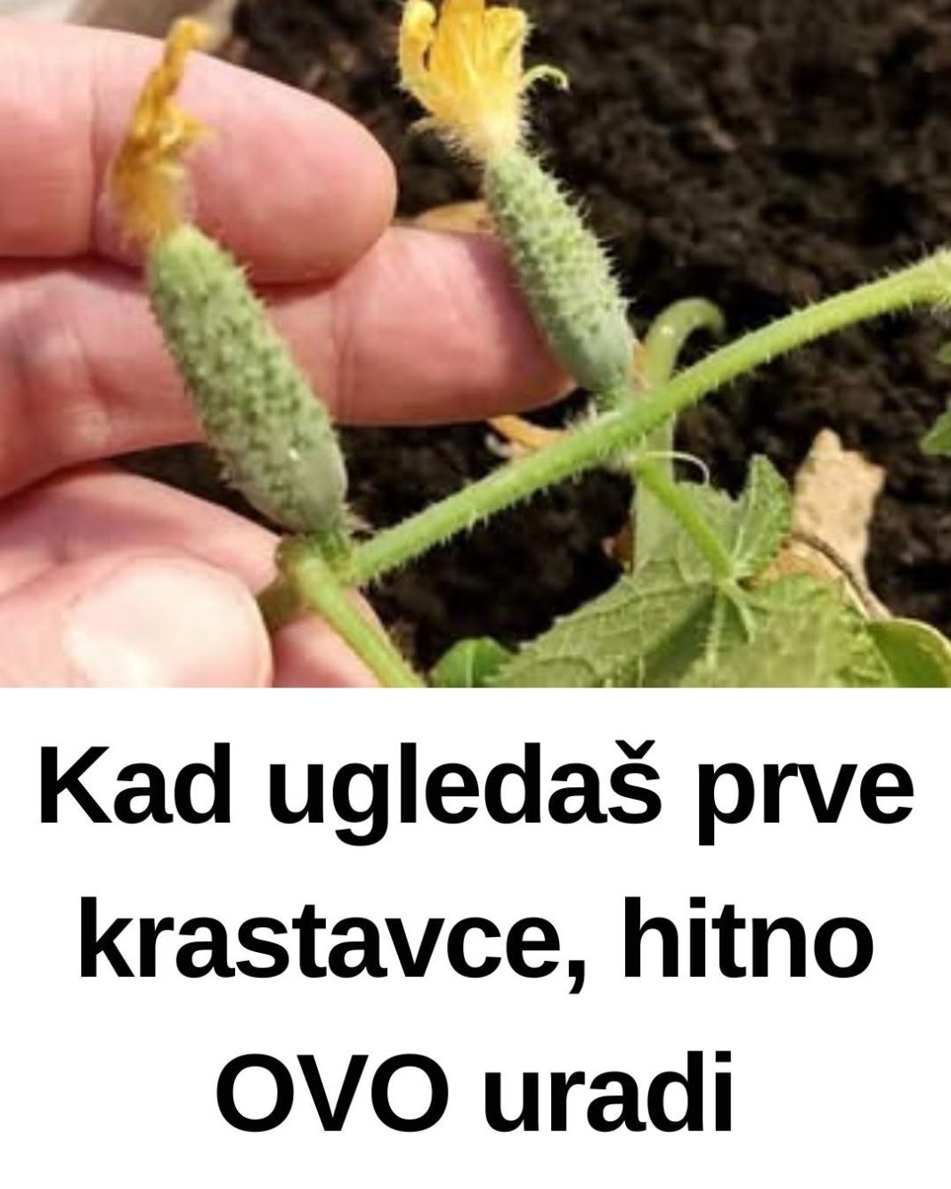 Kad ugledaš prve krastavce, hitno OVO uradi - featured image
