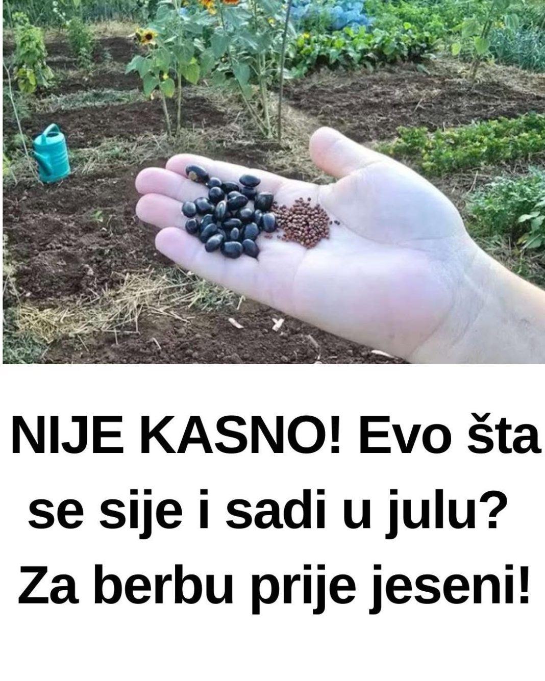 NIJE KASNO! Evo šta se sije i sadi u julu? Za berbu prije jeseni! - featured image NIJE KASNO! Evo šta se sije i sadi u julu? Za berbu prije jeseni! - featured image