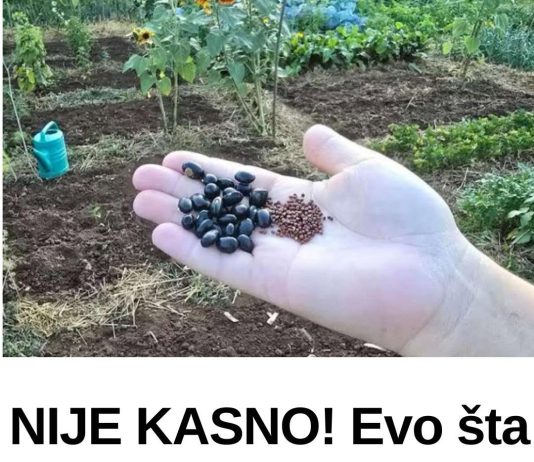NIJE KASNO! Evo šta se sije i sadi u julu? Za berbu prije jeseni! NIJE KASNO! Evo šta se sije i sadi u julu? Za berbu prije jeseni! - featured image