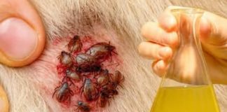 🐶 Samo jedna kap – i buhe, krpelji i grinje nestaju! Najjače prirodno rješenje… 🐶 Samo jedna kap – i buhe, krpelji i grinje nestaju! Najjače prirodno rješenje… - featured image