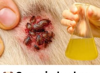 🐶 Samo jedna kap – i buhe, krpelji i grinje nestaju! Najjače prirodno rješenje… 🐶 Samo jedna kap – i buhe, krpelji i grinje nestaju! Najjače prirodno rješenje… - featured image