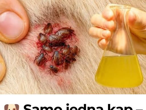 🐶 Samo jedna kap – i buhe, krpelji i grinje nestaju! Najjače prirodno rješenje… 🐶 Samo jedna kap – i buhe, krpelji i grinje nestaju! Najjače prirodno rješenje… - featured image
