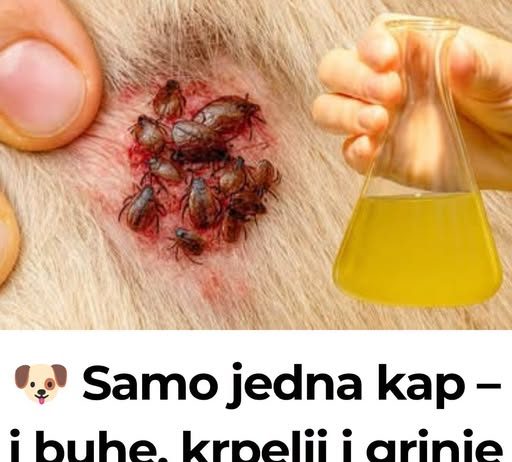 🐶 Samo jedna kap – i buhe, krpelji i grinje nestaju! Najjače prirodno rješenje… 🐶 Samo jedna kap – i buhe, krpelji i grinje nestaju! Najjače prirodno rješenje… - featured image