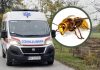 Mesto na telu na kojem je ujed stršljena najopasniji: Alergični odmah treba da popiju jedan lek, doktorka savetuje kako spasiti život Mesto na telu na kojem je ujed stršljena najopasniji: Alergični odmah treba da popiju jedan lek, doktorka savetuje kako spasiti život - featured image