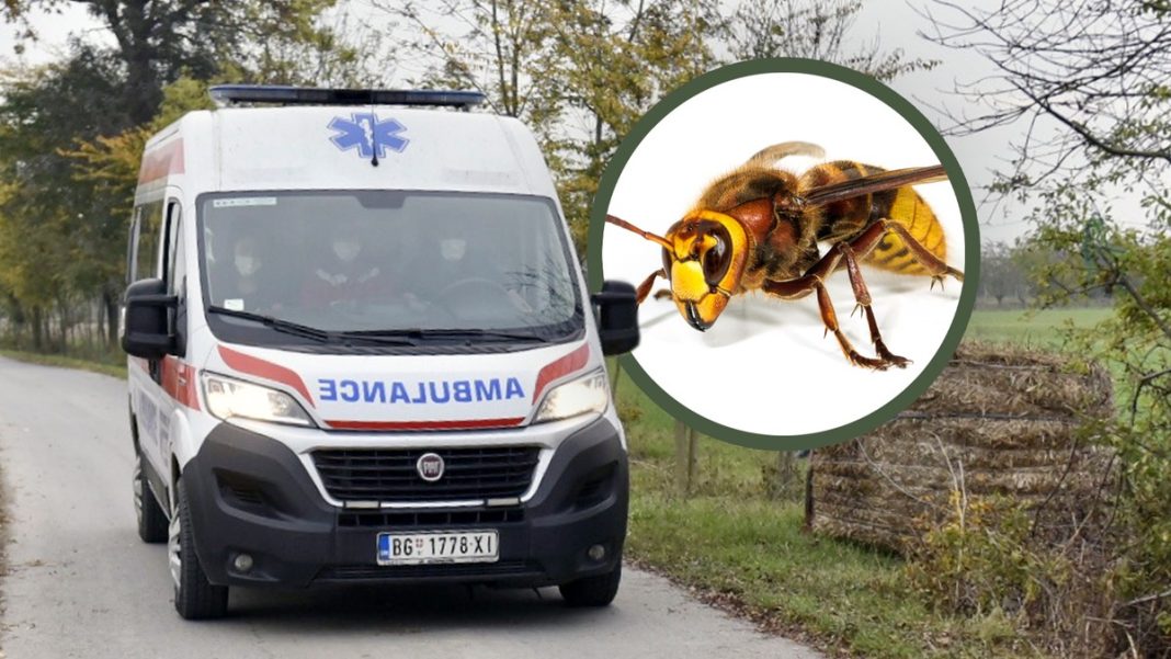 Mesto na telu na kojem je ujed stršljena najopasniji: Alergični odmah treba da popiju jedan lek, doktorka savetuje kako spasiti život - featured image