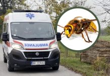 Mesto na telu na kojem je ujed stršljena najopasniji: Alergični odmah treba da popiju jedan lek, doktorka savetuje kako spasiti život Mesto na telu na kojem je ujed stršljena najopasniji: Alergični odmah treba da popiju jedan lek, doktorka savetuje kako spasiti život - featured image