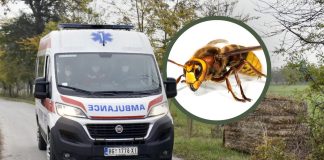 Mesto na telu na kojem je ujed stršljena najopasniji: Alergični odmah treba da popiju jedan lek, doktorka savetuje kako spasiti život Mesto na telu na kojem je ujed stršljena najopasniji: Alergični odmah treba da popiju jedan lek, doktorka savetuje kako spasiti život - featured image