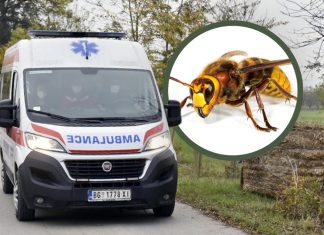Mesto na telu na kojem je ujed stršljena najopasniji: Alergični odmah treba da popiju jedan lek, doktorka savetuje kako spasiti život Mesto na telu na kojem je ujed stršljena najopasniji: Alergični odmah treba da popiju jedan lek, doktorka savetuje kako spasiti život - featured image