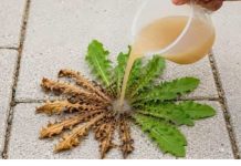 Zaboravi herbicide! Samo 3 kapi i svi korovi se suše! Zaboravi herbicide! Samo 3 kapi i svi korovi se suše! - featured image