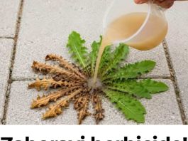 Zaboravi herbicide! Samo 3 kapi i svi korovi se suše! Zaboravi herbicide! Samo 3 kapi i svi korovi se suše! - featured image