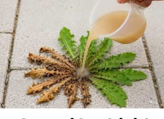 Zaboravi herbicide! Samo 3 kapi i svi korovi se suše! Zaboravi herbicide! Samo 3 kapi i svi korovi se suše! - featured image