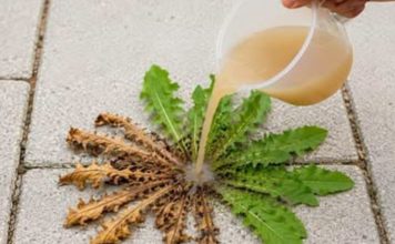 Zaboravi herbicide! Samo 3 kapi i svi korovi se suše! Zaboravi herbicide! Samo 3 kapi i svi korovi se suše! - featured image