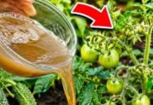 Čim se pojave prvi mali paradajzi, krastavci i paprike – nahranite ih ovim i urod će se udvostručiti! Čim se pojave prvi mali paradajzi, krastavci i paprike – nahranite ih ovim i urod će se udvostručiti! - featured image