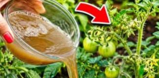 Čim se pojave prvi mali paradajzi, krastavci i paprike – nahranite ih ovim i urod će se udvostručiti! Čim se pojave prvi mali paradajzi, krastavci i paprike – nahranite ih ovim i urod će se udvostručiti! - featured image