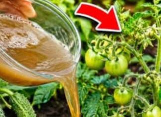 Čim se pojave prvi mali paradajzi, krastavci i paprike – nahranite ih ovim i urod će se udvostručiti! Čim se pojave prvi mali paradajzi, krastavci i paprike – nahranite ih ovim i urod će se udvostručiti! - featured image