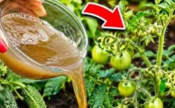 Čim se pojave prvi mali paradajzi, krastavci i paprike – nahranite ih ovim i urod će se udvostručiti! Čim se pojave prvi mali paradajzi, krastavci i paprike – nahranite ih ovim i urod će se udvostručiti! - featured image