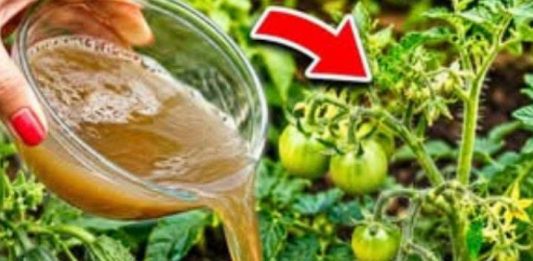 Čim se pojave prvi mali paradajzi, krastavci i paprike – nahranite ih ovim i urod će se udvostručiti! Čim se pojave prvi mali paradajzi, krastavci i paprike – nahranite ih ovim i urod će se udvostručiti! - featured image