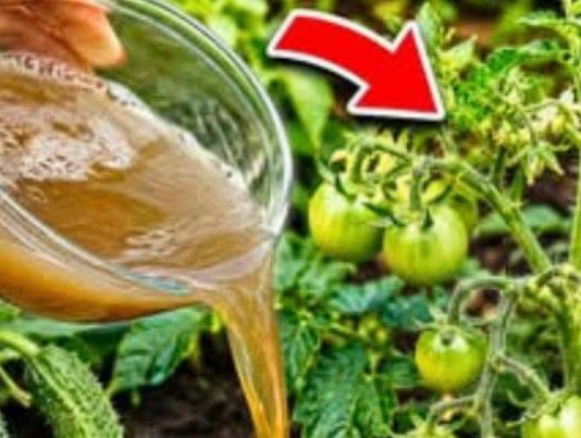 Čim se pojave prvi mali paradajzi, krastavci i paprike – nahranite ih ovim i urod će se udvostručiti! Čim se pojave prvi mali paradajzi, krastavci i paprike – nahranite ih ovim i urod će se udvostručiti! - featured image
