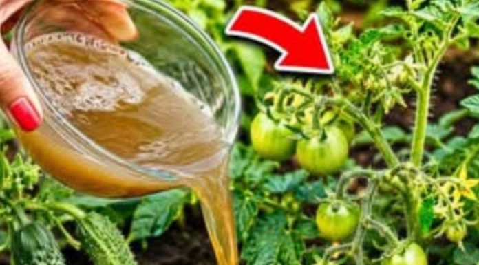 Čim se pojave prvi mali paradajzi, krastavci i paprike – nahranite ih ovim i urod će se udvostručiti! Čim se pojave prvi mali paradajzi, krastavci i paprike – nahranite ih ovim i urod će se udvostručiti! - featured image