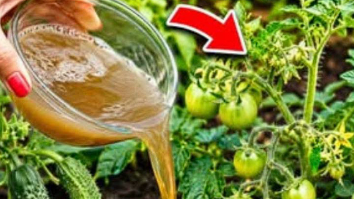 Čim se pojave prvi mali paradajzi, krastavci i paprike – nahranite ih ovim i urod će se udvostručiti! - featured image Čim se pojave prvi mali paradajzi, krastavci i paprike – nahranite ih ovim i urod će se udvostručiti! - featured image