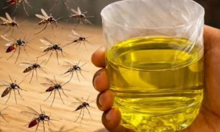 Muče vas muhe, komarci i insekti? Evo trika koji ih uklanja bez da potrošite ijednu marku! Muče vas muhe, komarci i insekti? Evo trika koji ih uklanja bez da potrošite ijednu marku! - featured image