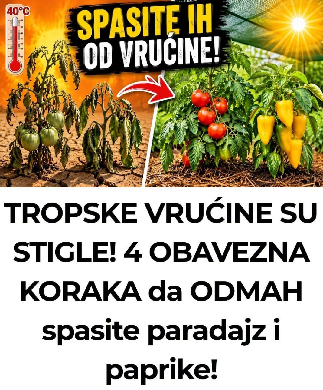 TROPSKE VRUĆINE SU STIGLE! 4 OBAVEZNA KORAKA da ODMAH spasite paradajz i paprike! - featured image