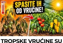 TROPSKE VRUĆINE SU STIGLE! 4 OBAVEZNA KORAKA da ODMAH spasite paradajz i paprike! TROPSKE VRUĆINE SU STIGLE! 4 OBAVEZNA KORAKA da ODMAH spasite paradajz i paprike! - featured image