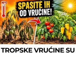 TROPSKE VRUĆINE SU STIGLE! 4 OBAVEZNA KORAKA da ODMAH spasite paradajz i paprike! TROPSKE VRUĆINE SU STIGLE! 4 OBAVEZNA KORAKA da ODMAH spasite paradajz i paprike! - featured image