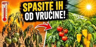 TROPSKE VRUĆINE SU STIGLE! 4 OBAVEZNA KORAKA da ODMAH spasite paradajz i paprike! TROPSKE VRUĆINE SU STIGLE! 4 OBAVEZNA KORAKA da ODMAH spasite paradajz i paprike! - featured image